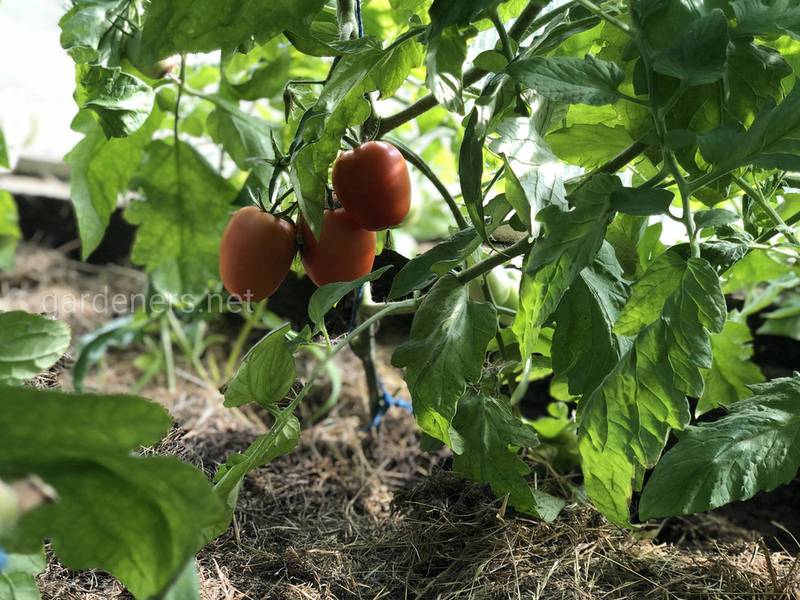 Удобрения томатов