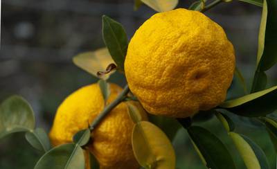 Лимон ичанский