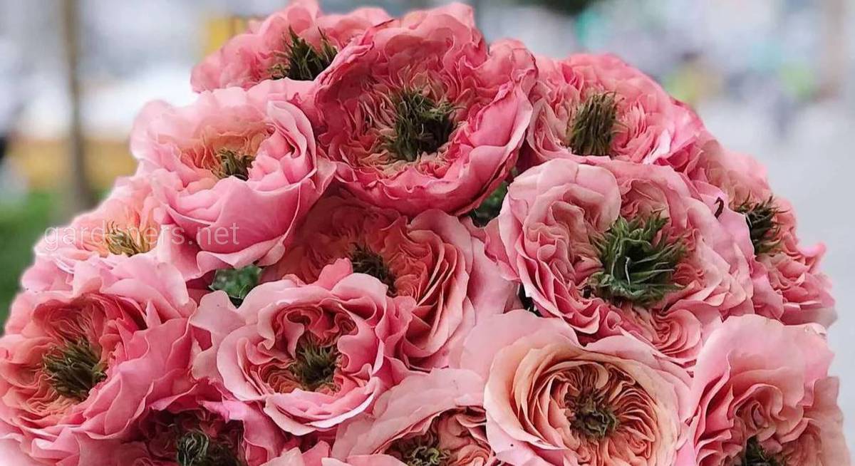 Цветовая гамма и оттенки японских роз