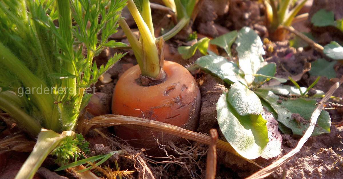Секреты хорошего урожая моркови