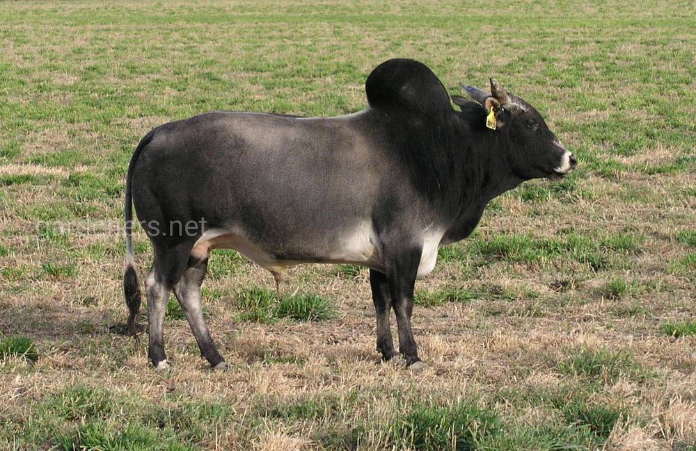 Зебу порода коров