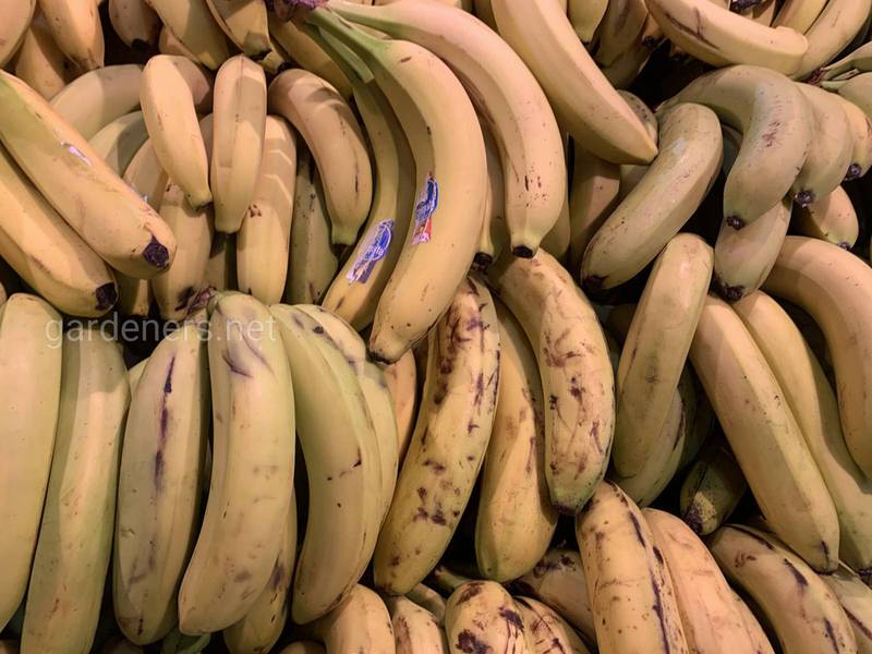 Як вибирати і зберігати банани? 
