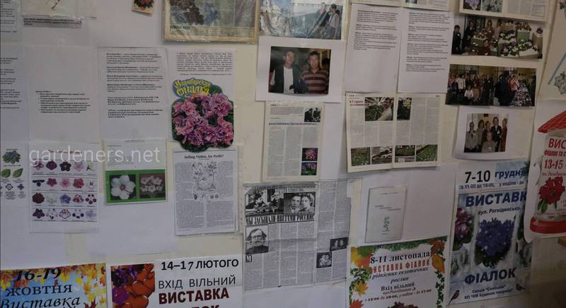 15 лет со дня основания отмечает Секция «Сенполия» при Киевском городском Доме природы