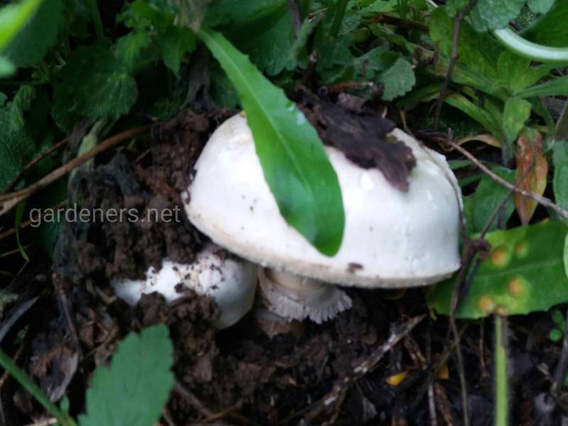 Як виростити гриби у своєму садку?