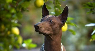 Голий собака інків