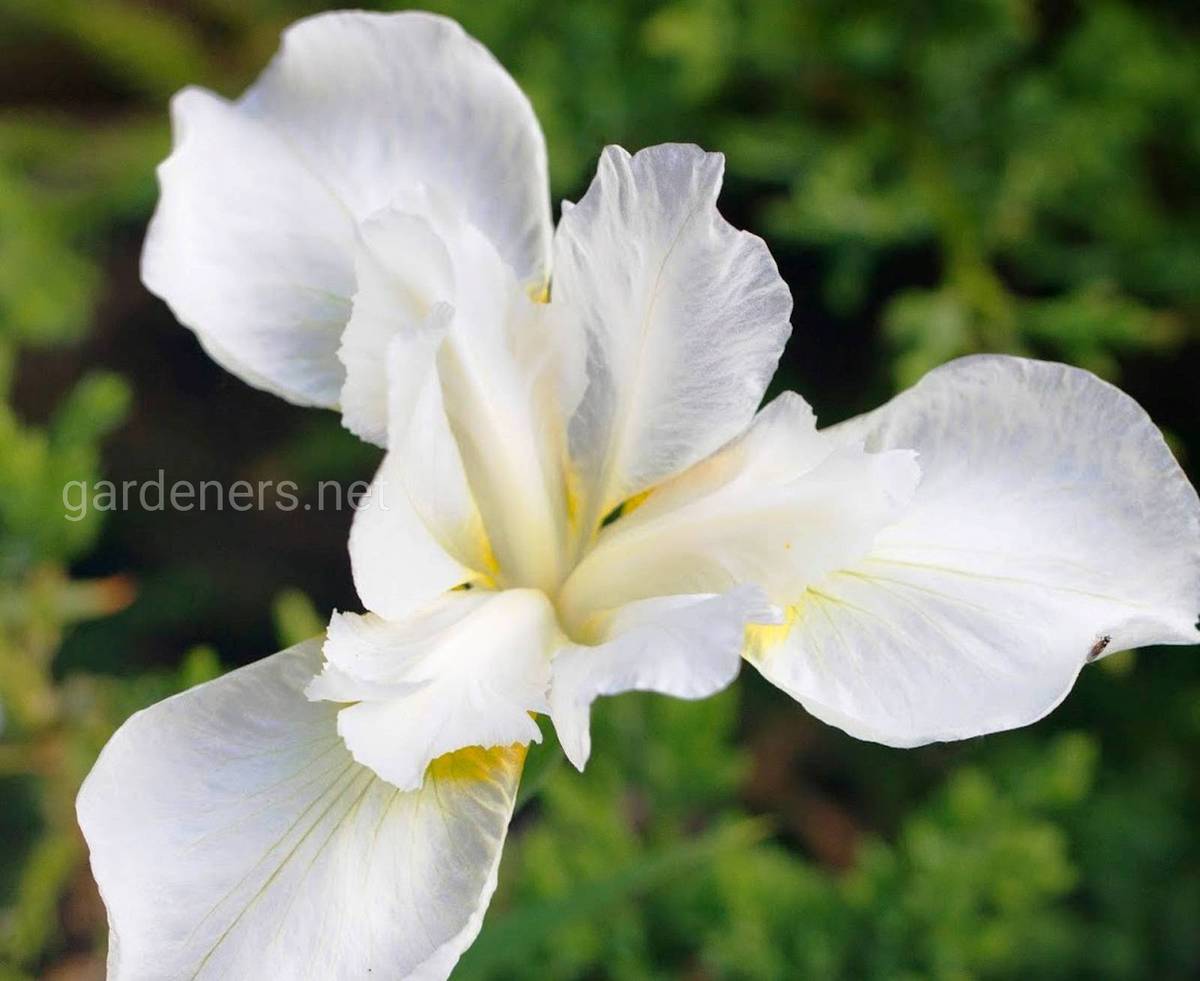 Iris Louisiana White Umbrella