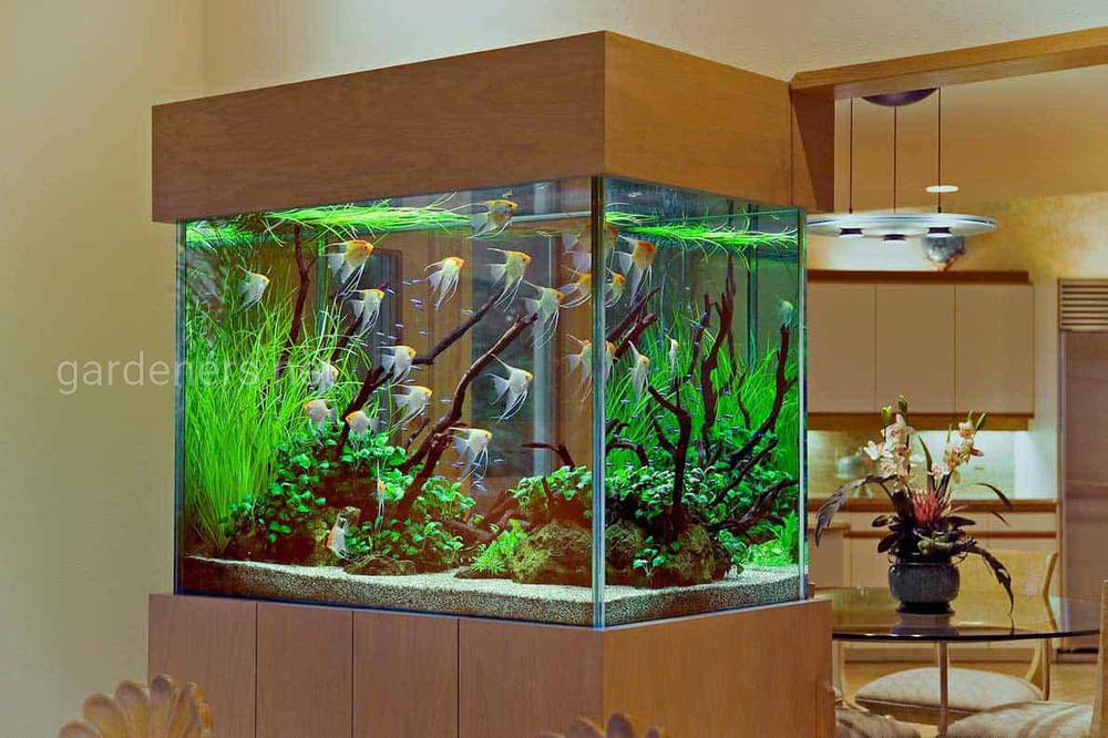 Що потрібно для акваріума