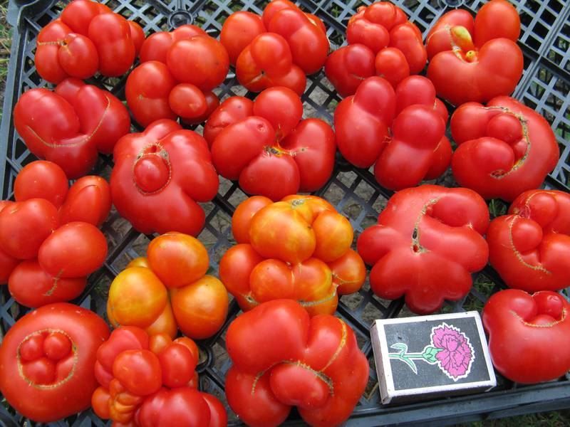 Чому фрукти тріскаються і як правильно поливати помідор?