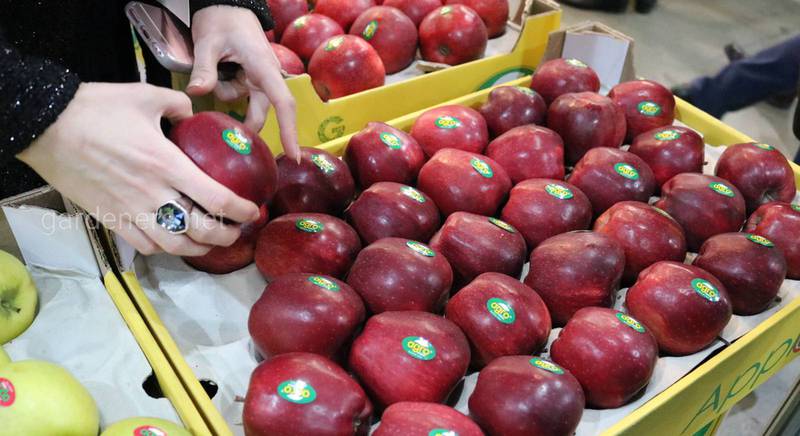 Тов "Агро-Еталон" вирощування: яблук, груш, слив, абрикос, фундука, черешні