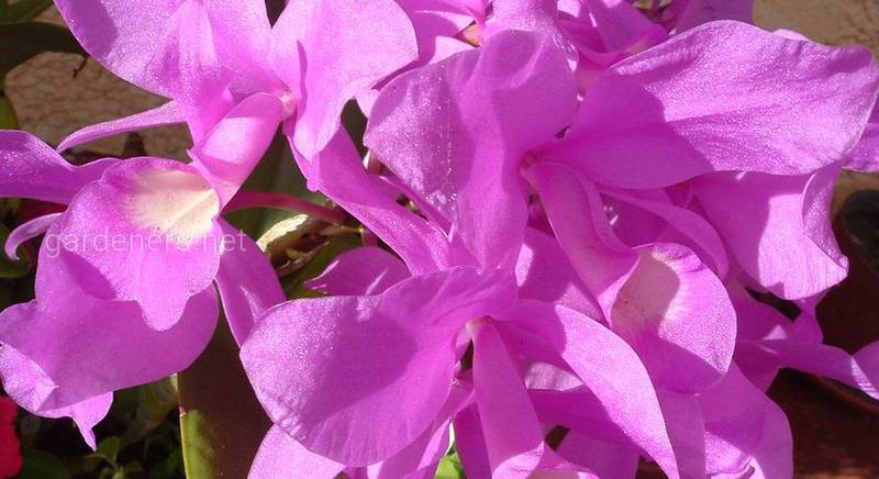 Пурпурова орхідея Коста-Ріки. Різновиди і особливості квітки, образ в поезії 