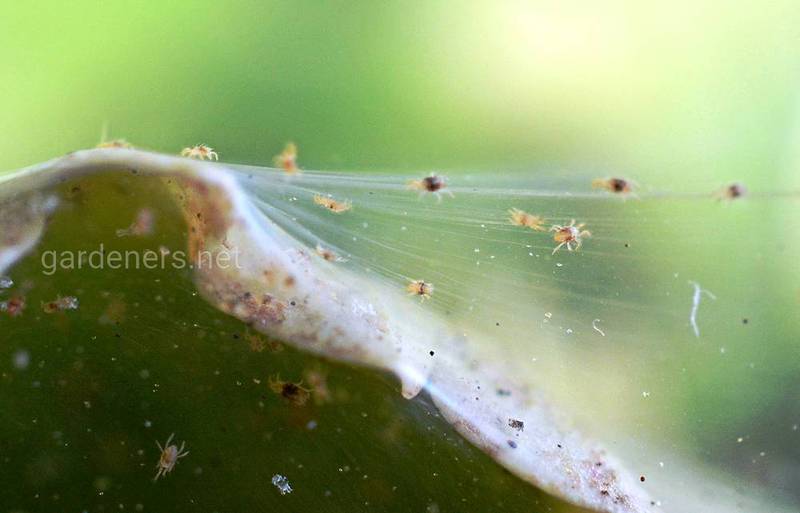 Павутинний кліщ на овочах: яку шкоду завдає та як його контролювати?