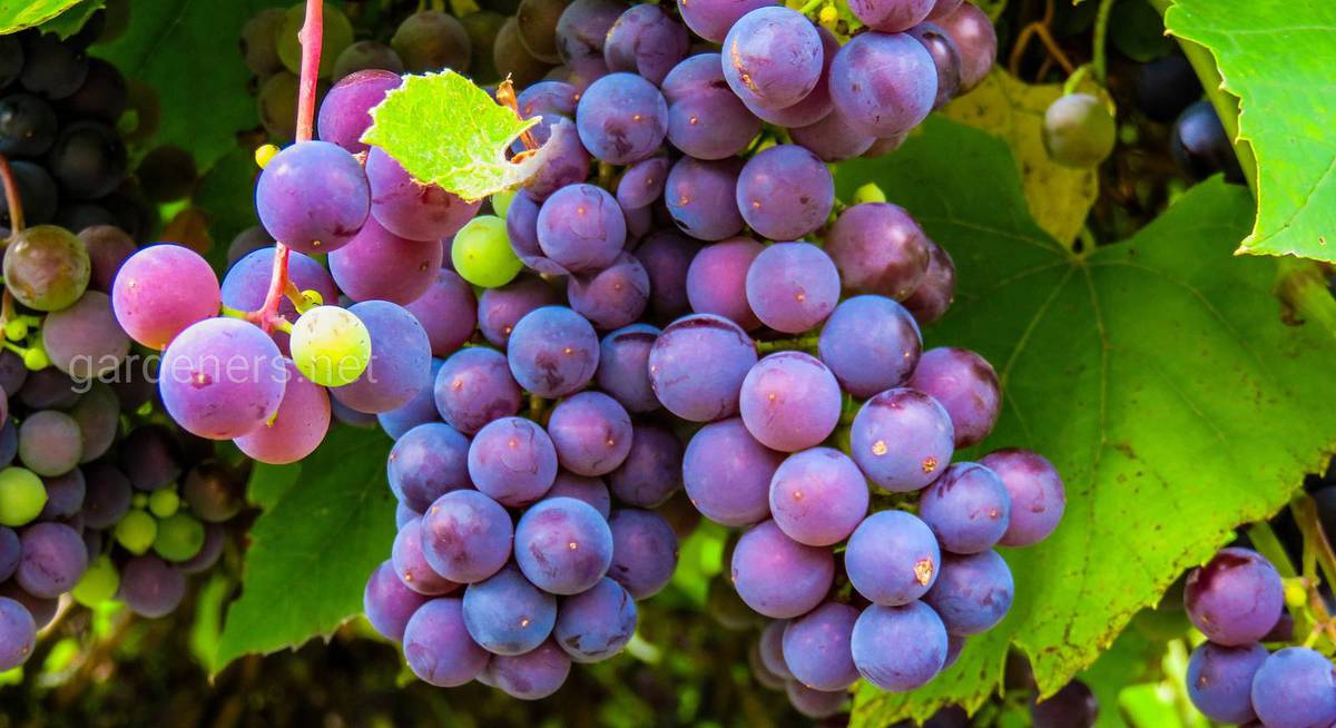 Крупные Сорта Винограда Фото