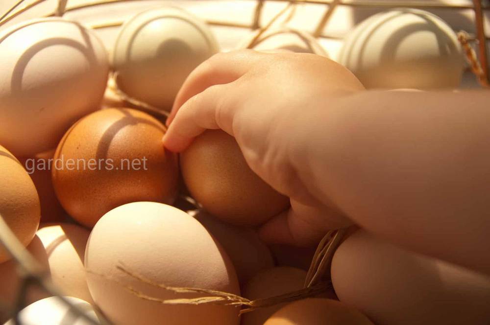 Вживання курячих яєць