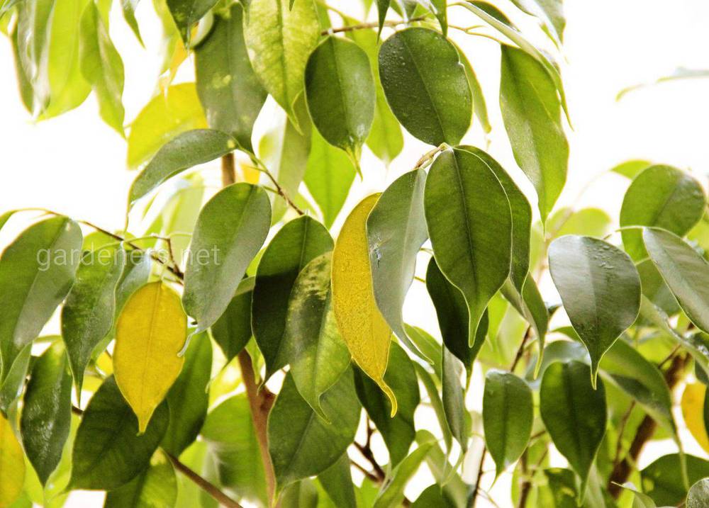 желтые листья на фикусе