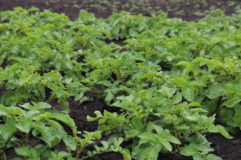 Каковы оптимальные условия для роста клубней картофеля? Ядовита ли надземная часть растения?