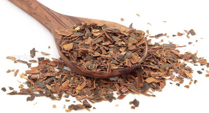 Крушиновый чай - целебные свойства, возможные побочные эффекты и рецепты