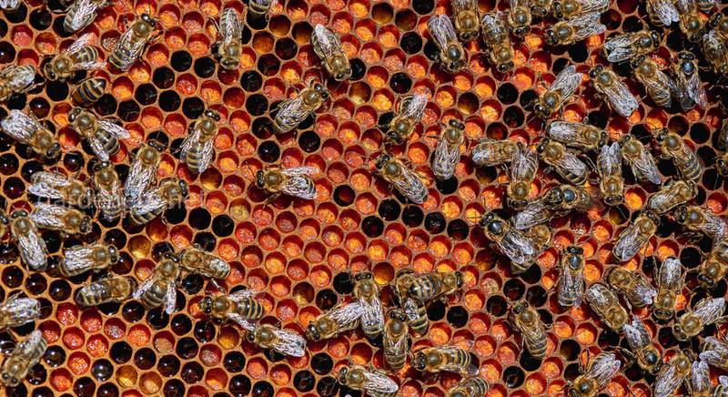 Пчелиная пыльца с медом - уникальный суперфуд.