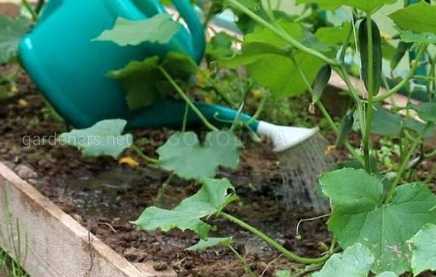 Посев огурцов: сеем в июле для позднего урожая