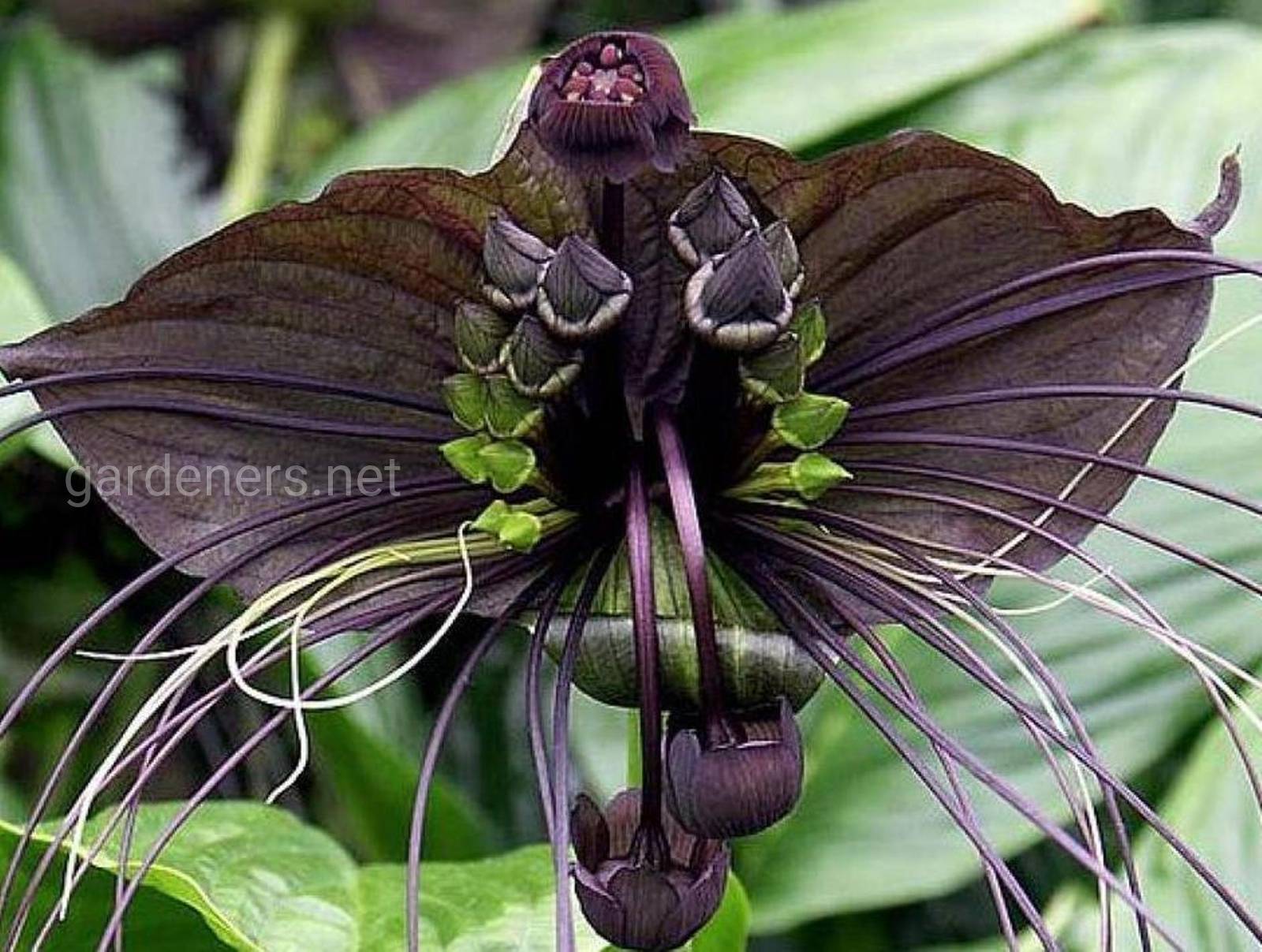 Виды необычных растений. Такка Шантрье черная. Черная Орхидея Такка Шантрье. Такка Шантрье (Black bat Flower). Черная Такка летучая мышь растение.