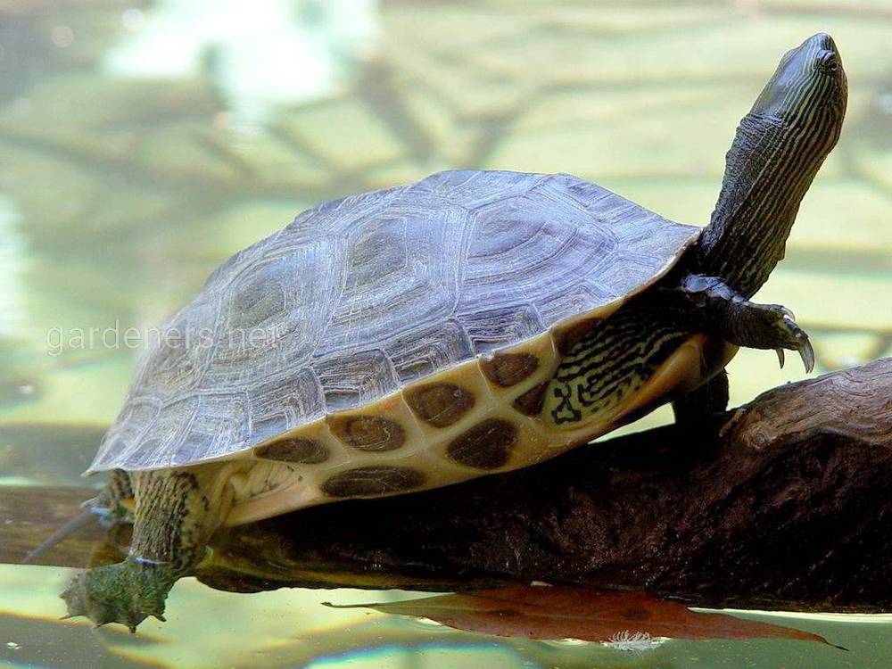 Питание водных черепах