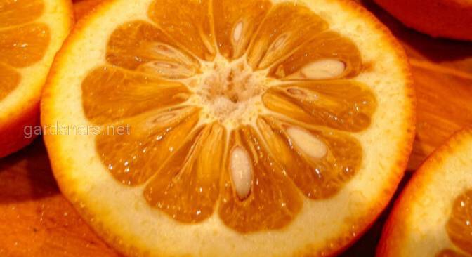 Широкий спектр застосування гіркого апельсину!