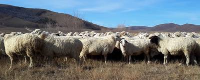 Агинская полугрубошерстная овца
