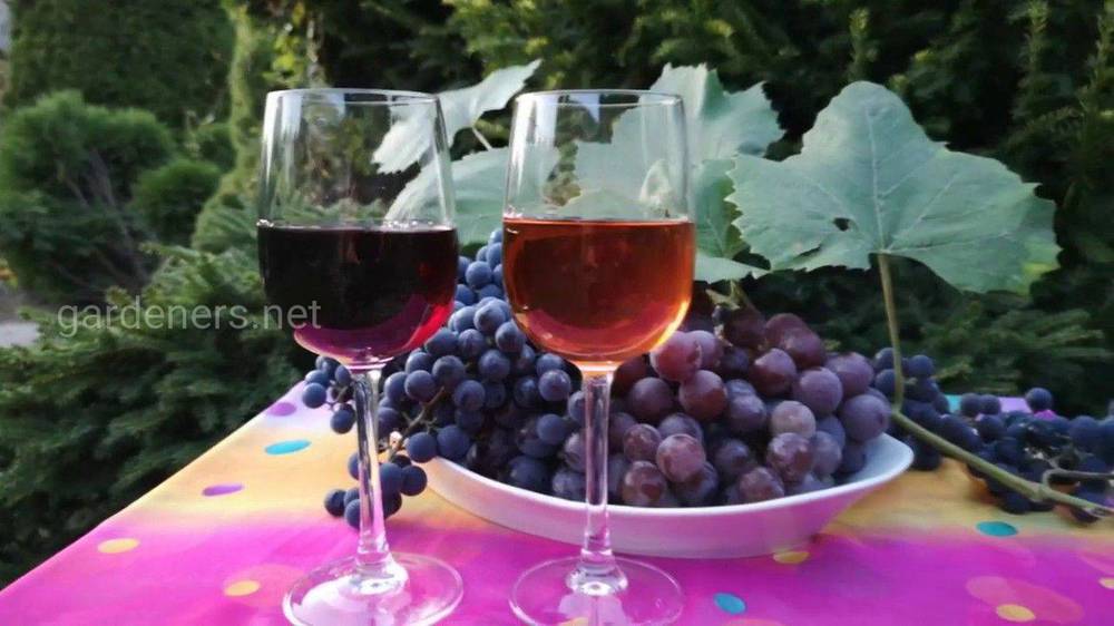 Рецепт виноградного вина
