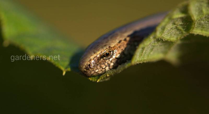 Змієподібна ящірка-веретільниця