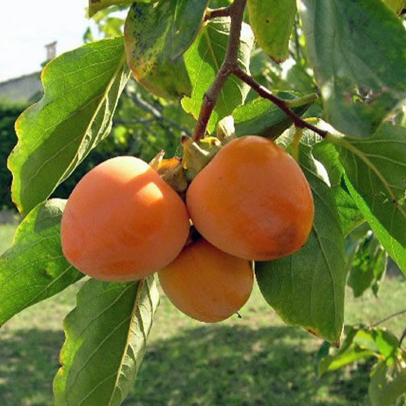 Які незвичайні та смачні фруктові види посадити восени?