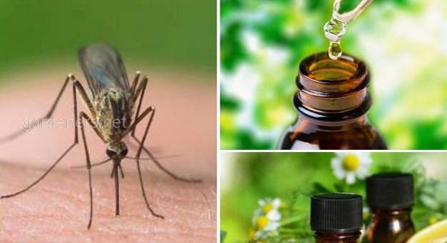 Защита от комаров народными средствами