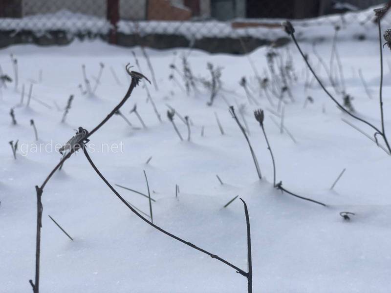 Загородная жизнь