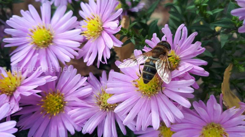 Пчела и пчеловодство