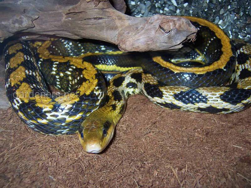 Змея Тайваньский тонкохвостый полоз