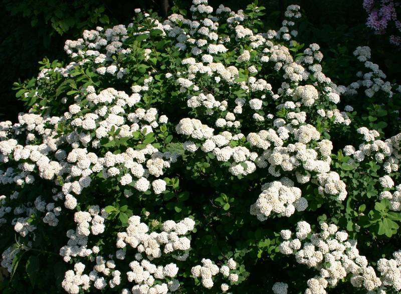 Спирея острозубчатая