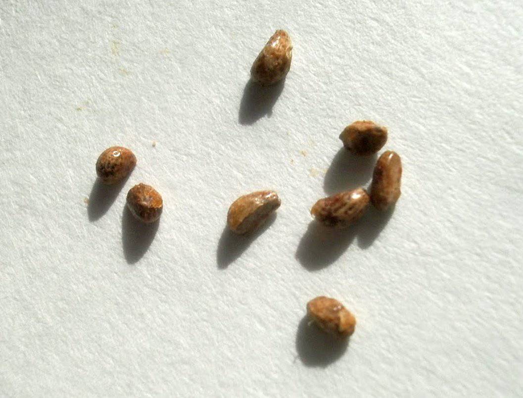 семена спатифиллума