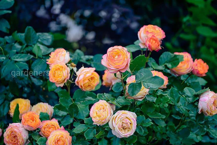 natural-landscape-plant-flowers-flower-garden-garden-rose-orange