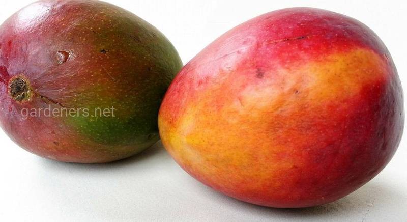 Выращивание манго из косточки дома: миф или реальность?