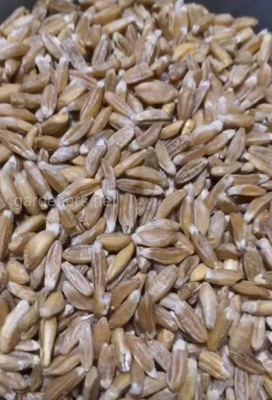 Какие семена пшеницы использовать для посева? Потребности пшеницы в питательных веществах!