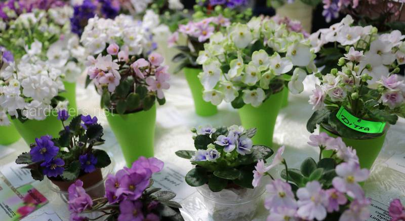 26 мая в День Киева в Доме природы пройдет выставка фиалок, растений-хищников 