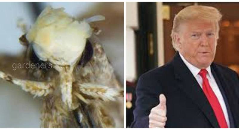 Міль Дональда Трампа? Так, вам не почулося! Метелик з упізнаваною "зачіскою" отримав назву на честь 45 президента США!