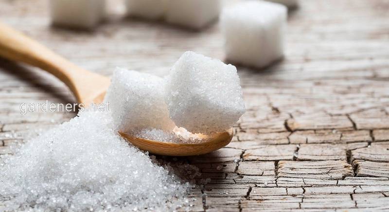 12 интересных фактов про сахар