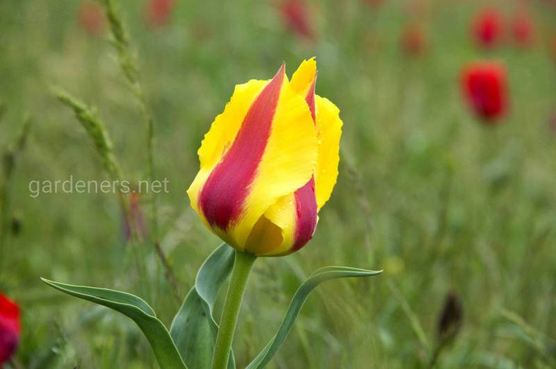 Какого цвета принято дарить тюльпаны