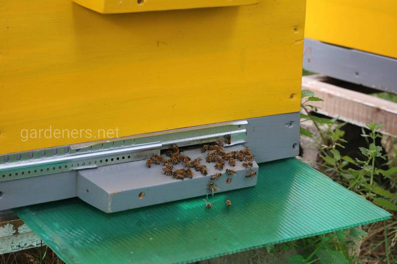Надмірне додавання їжі взимку загрожує бджолам