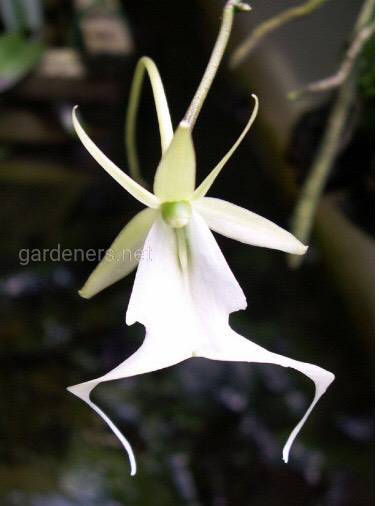 Орхидея-призрак