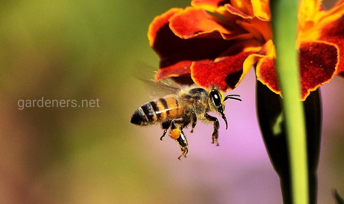 уход за пчелами