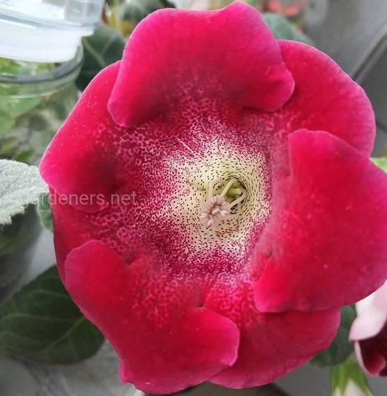 Gloxinia Etoile de Feu