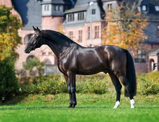 Ольденбургская лошадь: описание, история, интересные факты