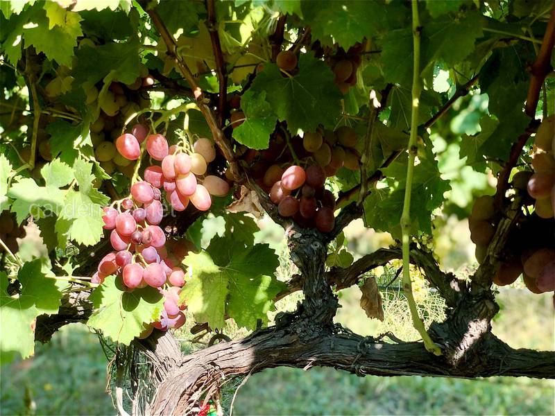 Какие сорта винограда подходят для производства вина? Что влияет на качество вина?