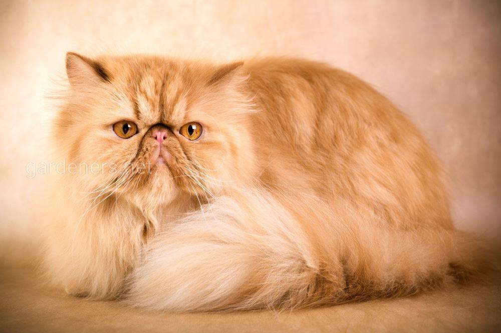 Персидський кіт