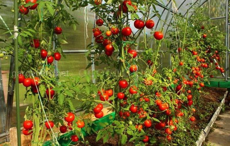 Как ухаживать за томатами для получения хорошего урожая?